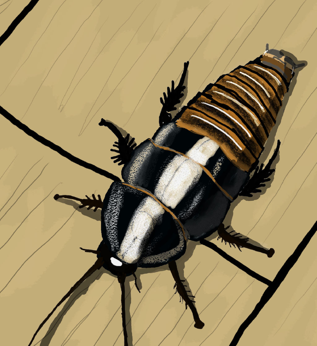 Cockroach by The-Future1 on DeviantArt
