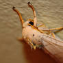 Moth on Wall