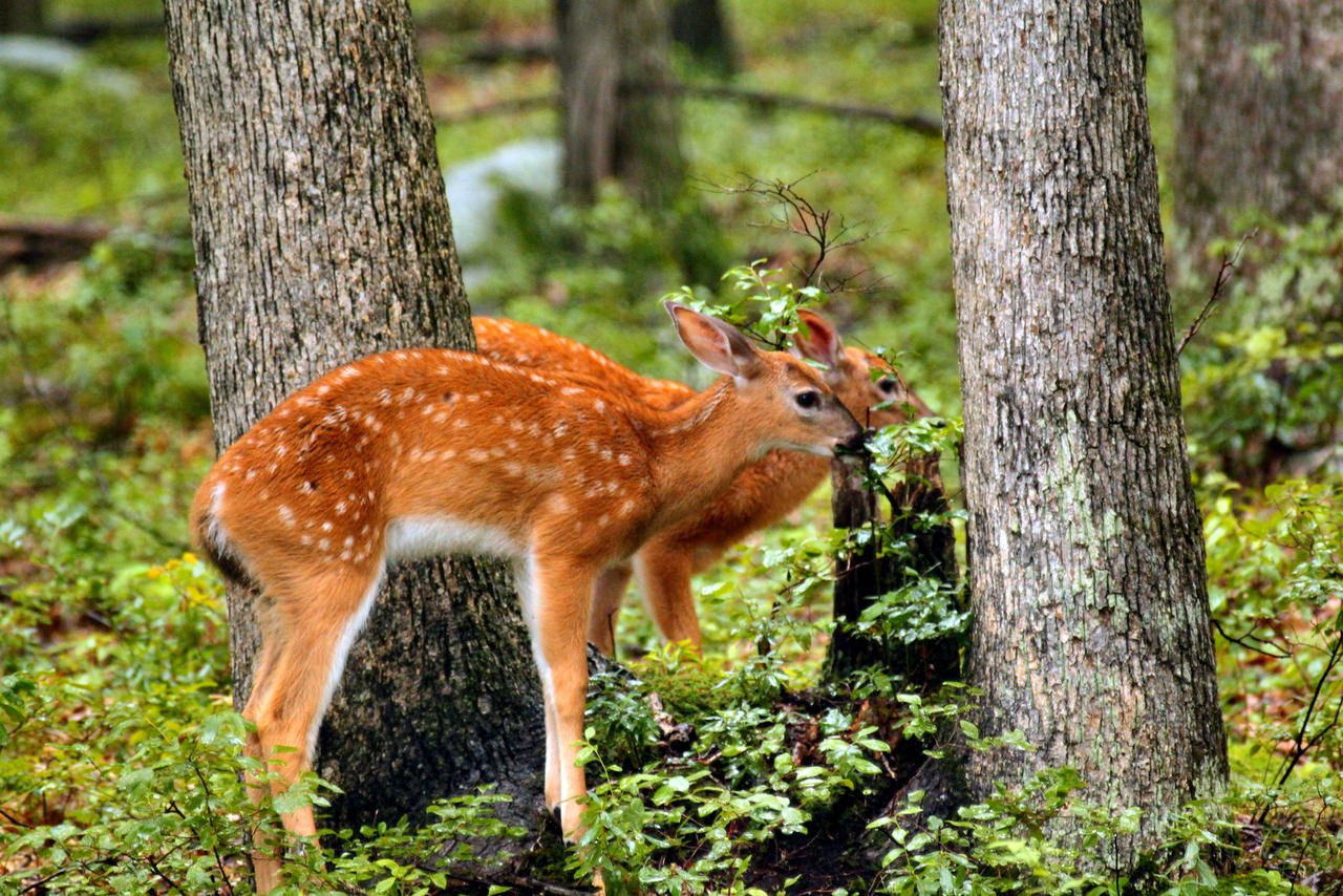 Baby Deer