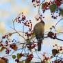 Bird Enjoying Autumn Berries