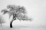Tree in the fog by arpi