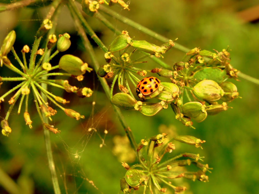 coccinelle