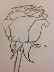 Just a rose