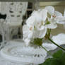 White Flowers With Furniture