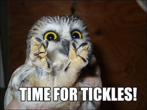 funny-animal-captions-Time-for-tickles-500x375 by WolfStar202 on DeviantArt