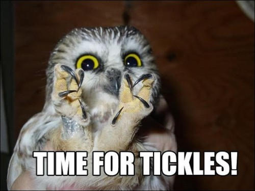 funny-animal-captions-Time-for-tickles-500x375 by WolfStar202 on DeviantArt funny-animal-captions-Time-for-tickles-500x375 by WolfStar202 on DeviantArt
