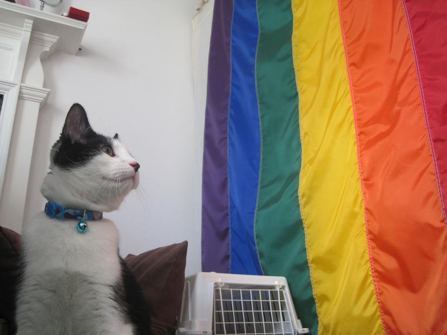 Gay Pride Cat 2