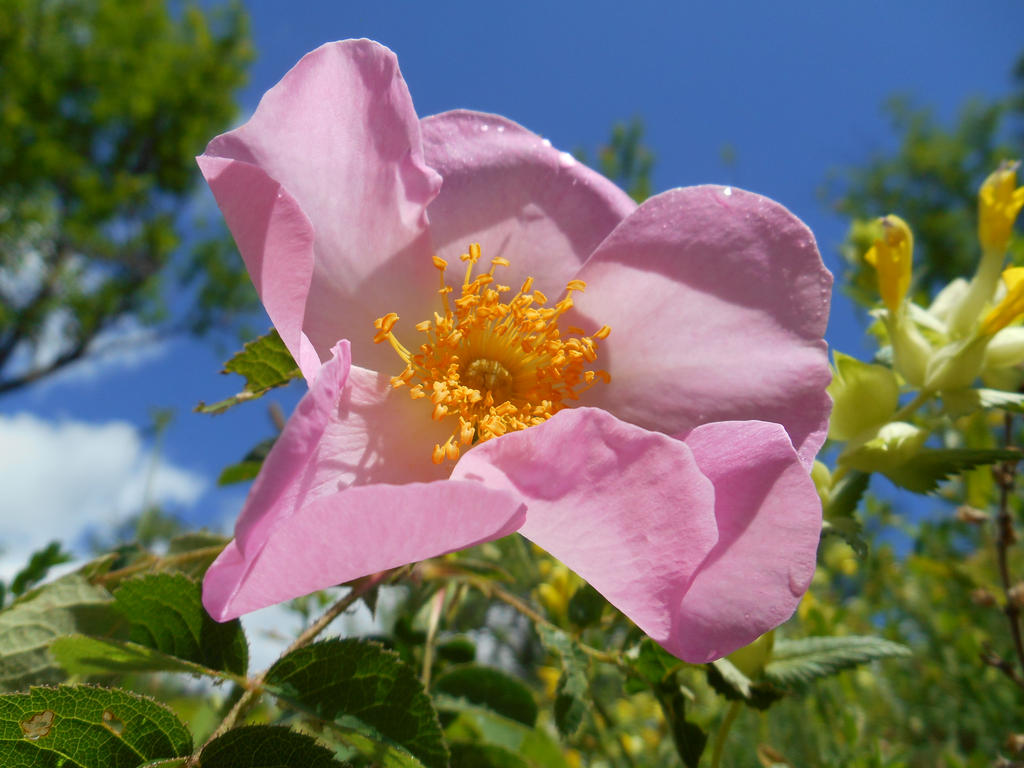 Wild rose after the summer rain by Issydora on DeviantArt