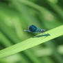 Blue Damselfly 2