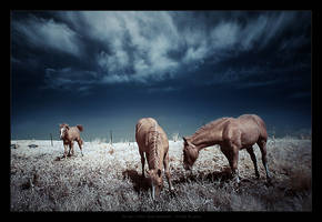 In the Infra Red meadow