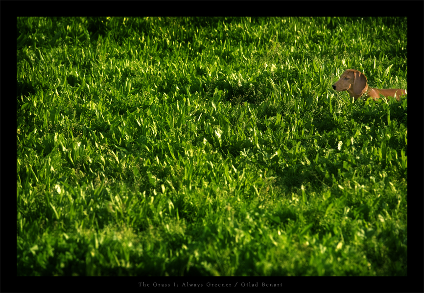The Grass Is Always Greener by gilad