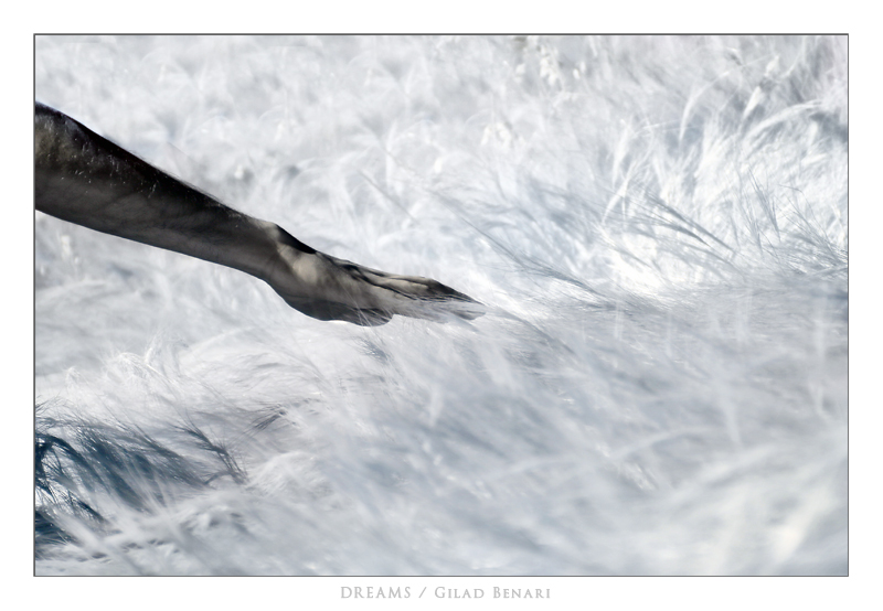 White Dreams by gilad
