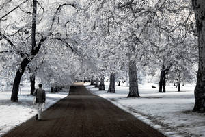 Walking the white forest