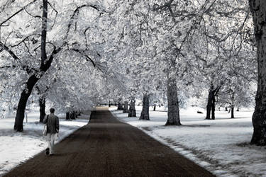 Walking the white forest