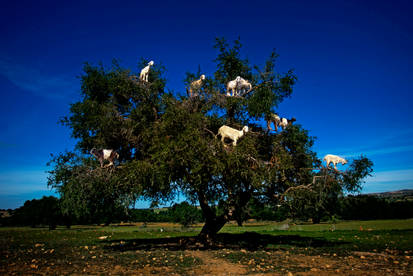 The Tree House