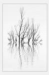 B by gilad