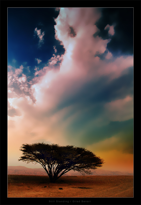 Still Standing by gilad