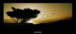 Sun Seeking by gilad