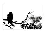 Sketches of Nature by gilad