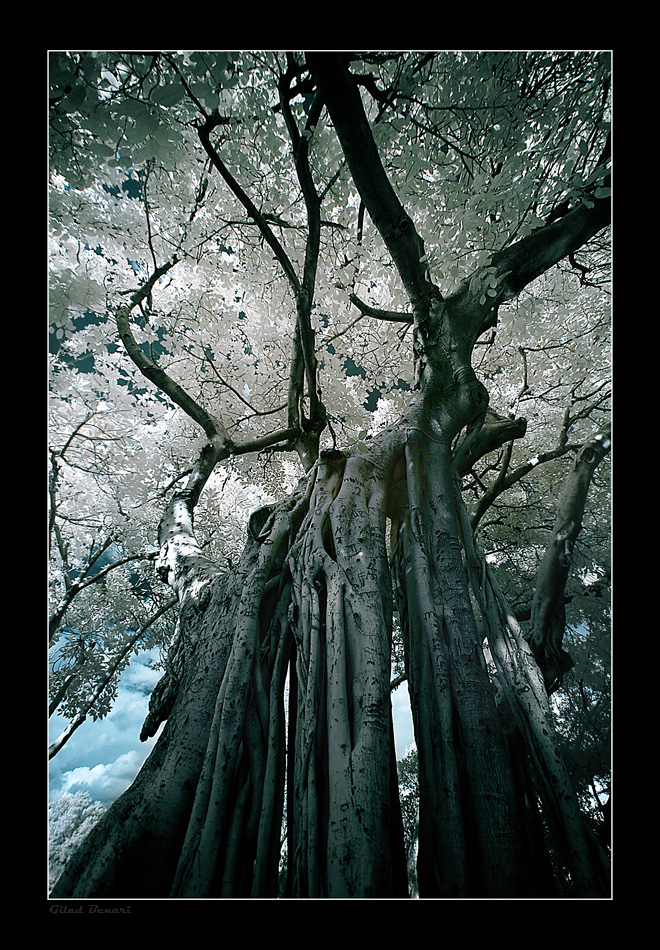 Family Tree by gilad