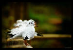 First in line by gilad
