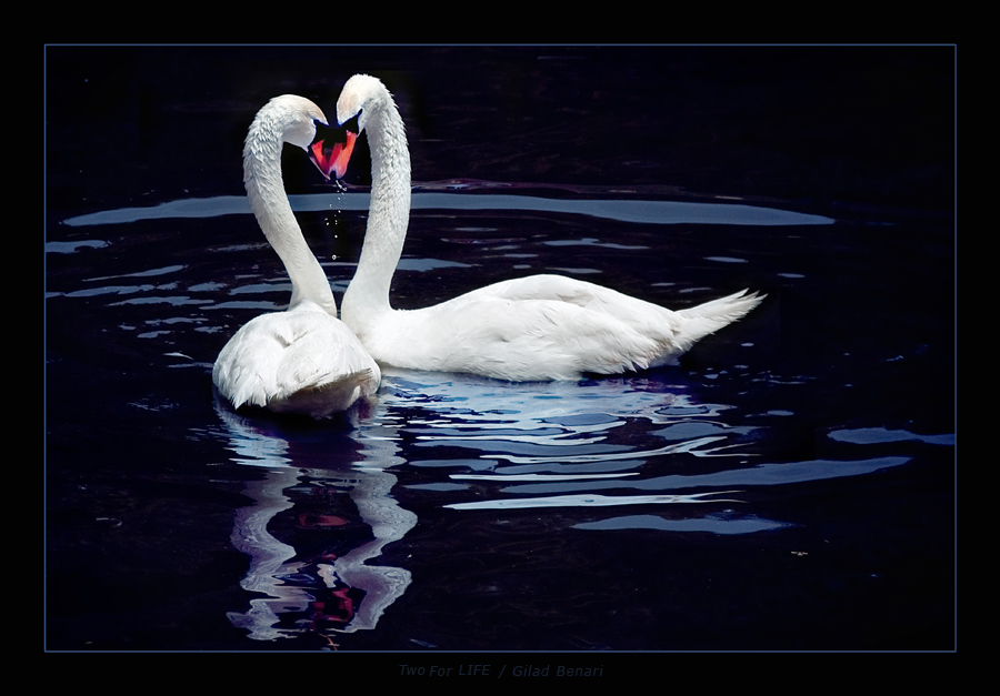 Two For Life by gilad