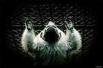 A silent cry for freedom by gilad