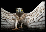 Hanging on a prey by gilad