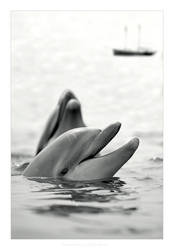 Ocean Stories by gilad