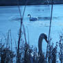 Swan Pond 2