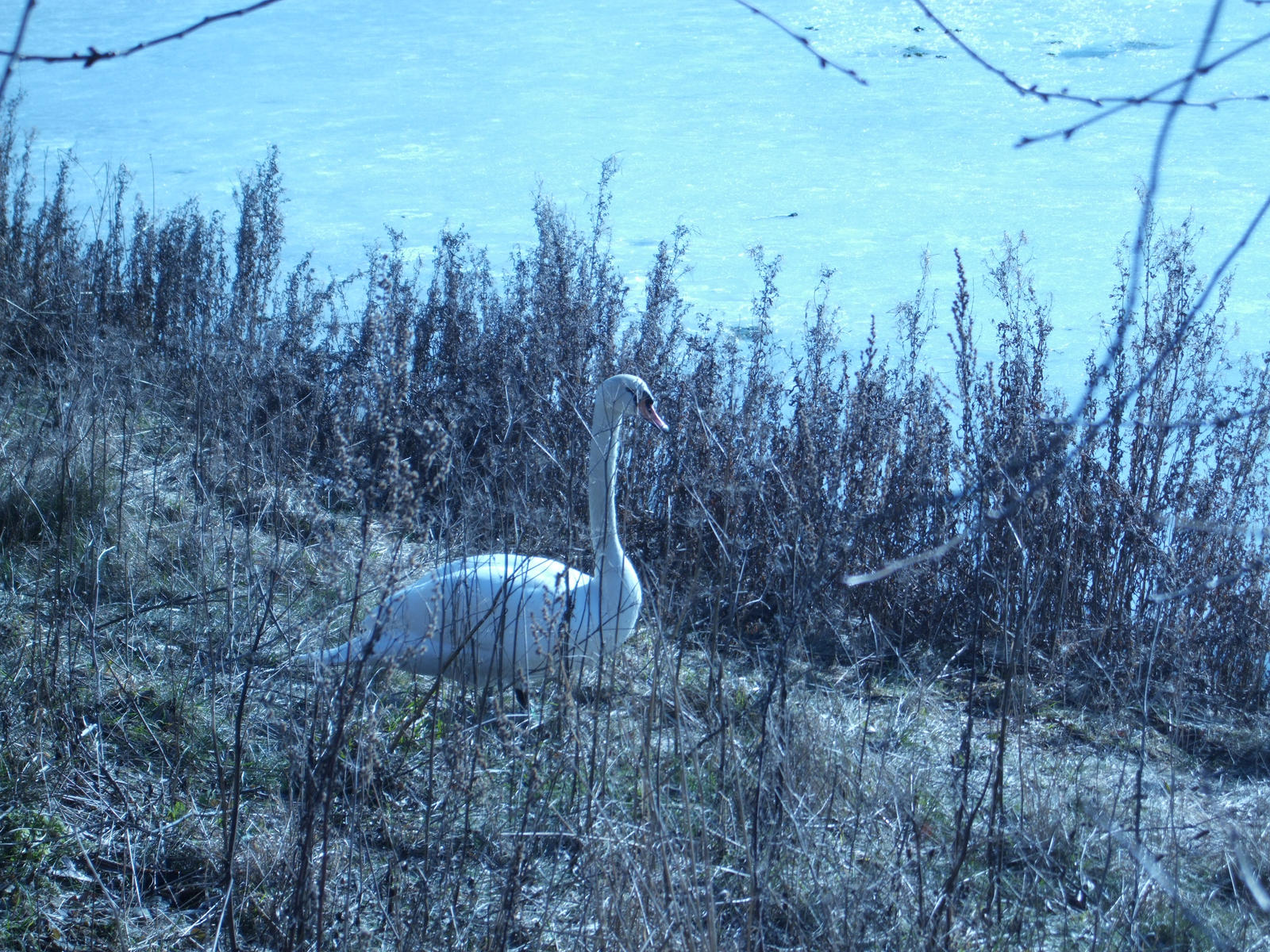 Swan Pond 9 - Peek-A-Boo