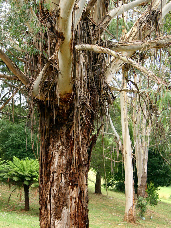 Stringy Bark Eucalyptus by dvixen on DeviantArt