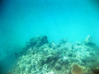 On the reef
