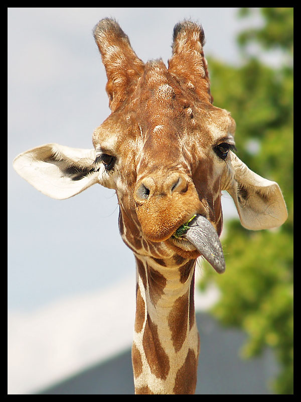 Giraffe 4