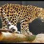 Leopard 2