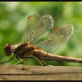 Dragon Fly 2