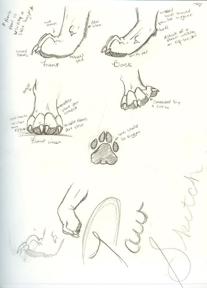 Paw Art Example Paw Sketches by Harne on DeviantArt
