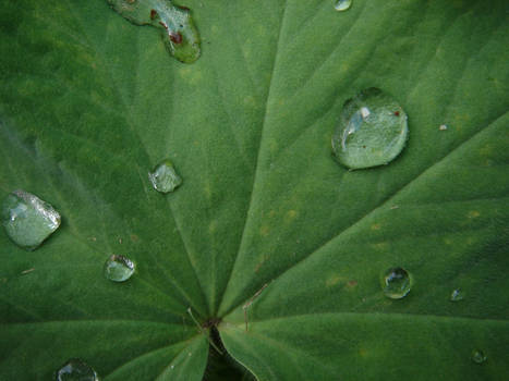 i like leaves with waterdrops