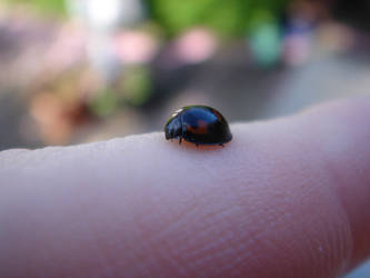 little black and red ladybug 2