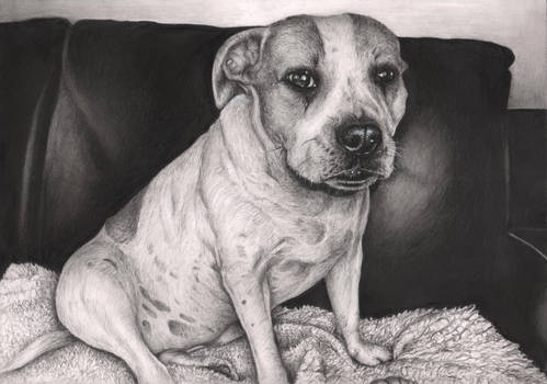 'Gucci' dog graphite drawing