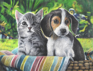 PUPPY AND KITTEN COLOUR PENCIL DRAWING