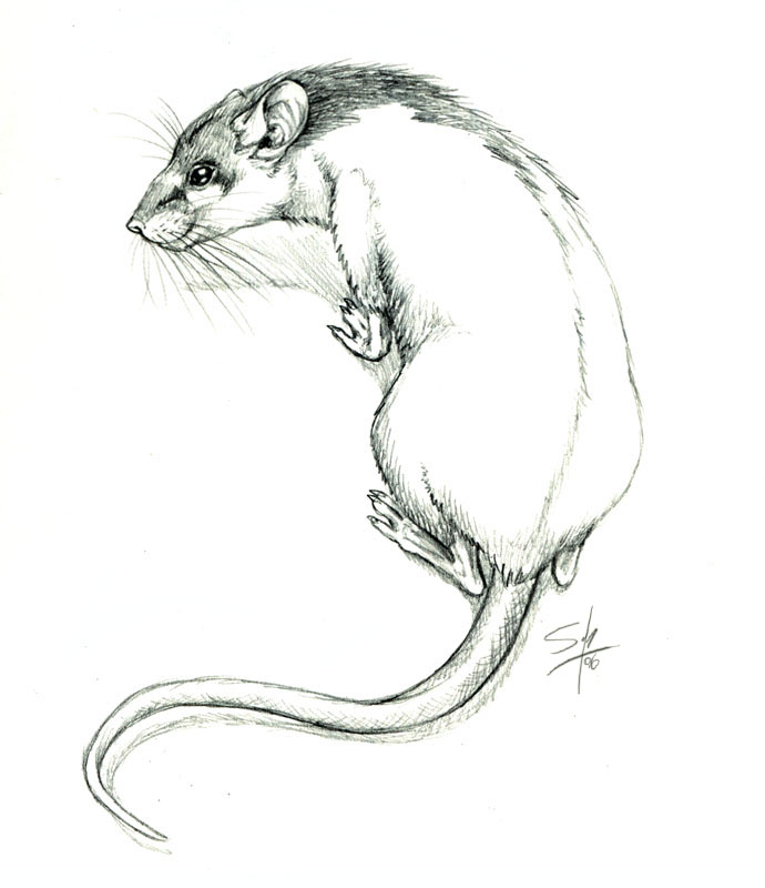 Hooded Rat