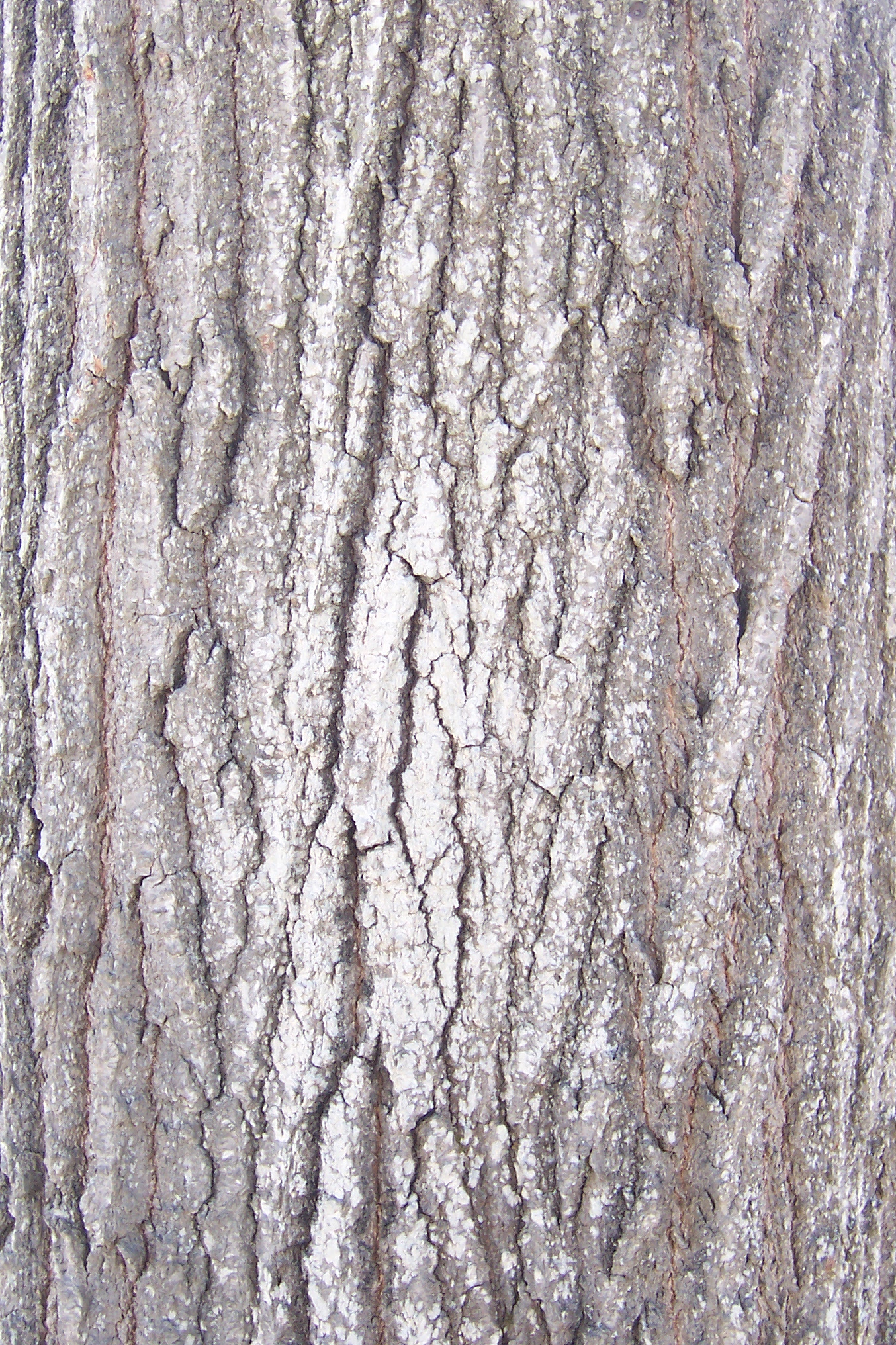 Trunk