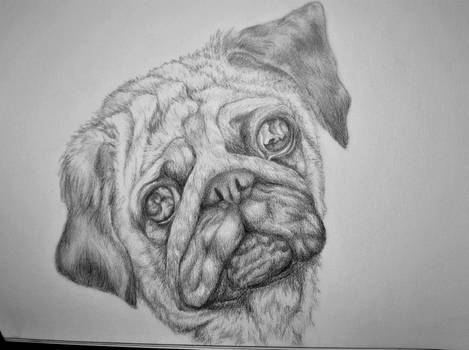 Pug pencil-drawing