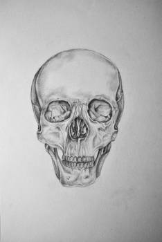 Skull pencil-drawing