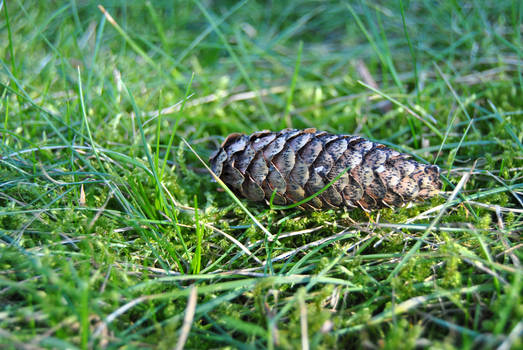 Cone in my yard