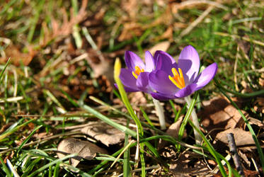 The first springflower