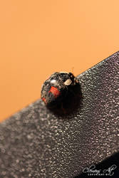 Ladybird