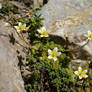 Alpin flowers