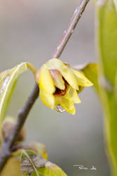 Calicantus flower